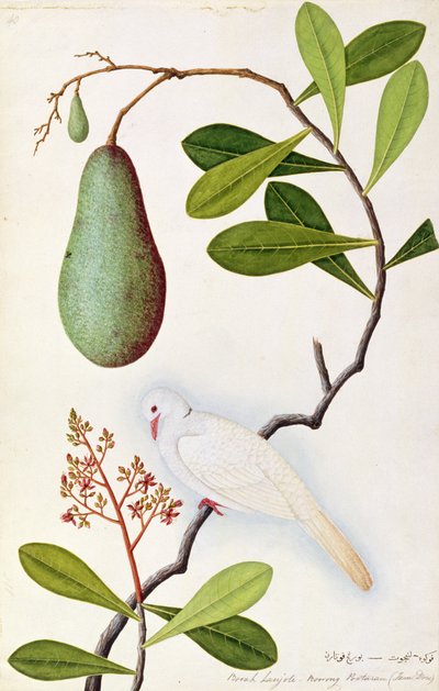 Paloma de Java o Boorah Poutaran, de Dibujos de Aves de Malaca, c.1805-18 de Chinese School